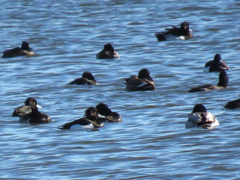 �L���N���n�W���̌Q