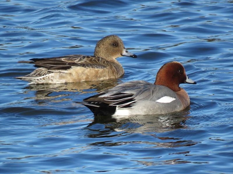 �q�h���K���̂���