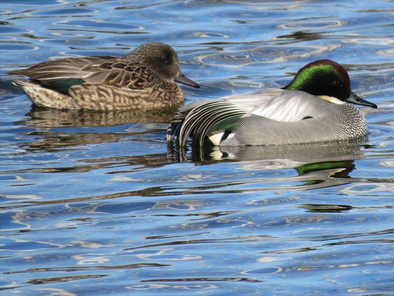 ���V�K���̂���