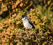 リュウキュウサンショウクイ