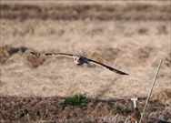 コミミズク(正面)