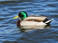 構造色輝くマガモ