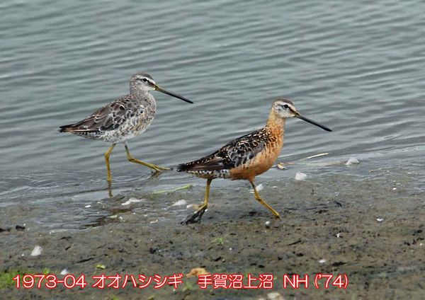 1973-04 オオハシシギ 上沼 ('74) NH