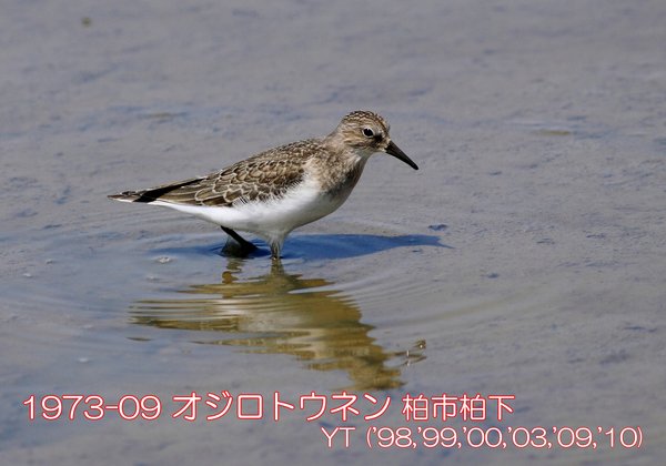 1973-09 オジロトウネン 柏市柏下 ('98,'99,'00,'03,'09,'10) YT