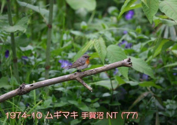 1974-10 ムギマキ 手賀沼 ('77) NT