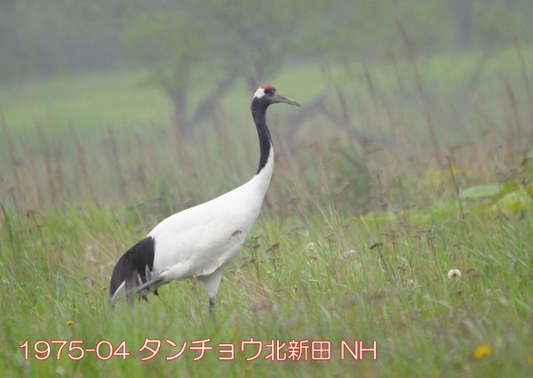 1975-04 タンチョウ北新田 NH