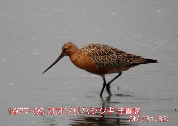 1977-09 オオソリハシシギ 手賀沼 ('81,'82) OM