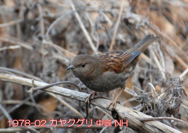 1978-02 カヤクグリ 中峠 NH