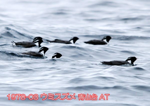 1978-03 ウミスズメ 青山台 AT