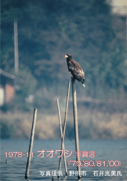 1978-11 オオワシ 手賀沼 ('79,'80,'81,'00)