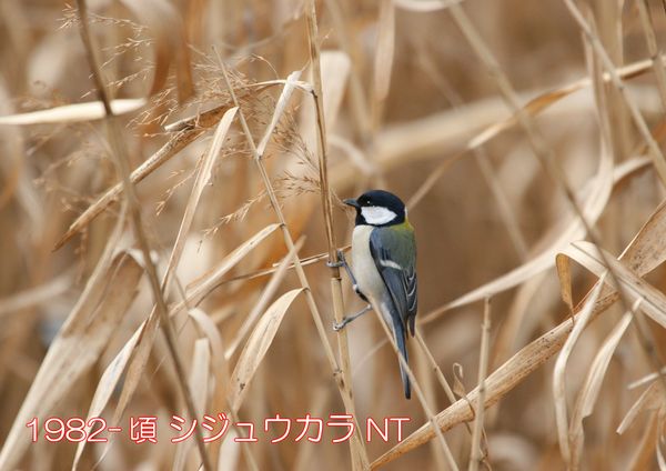 1982-頃 シジュウカラ NT