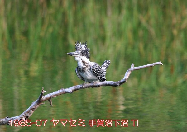 1985-07 ヤマセミ 下沼 TI