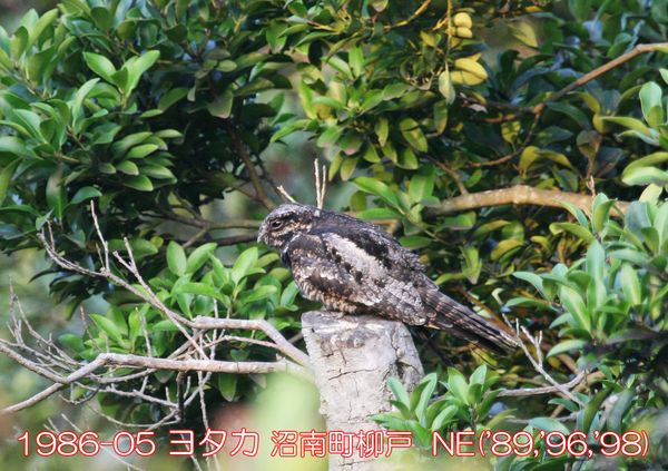 1986-05 ヨタカ 沼南町柳戸 ('89,'96,'98) NE