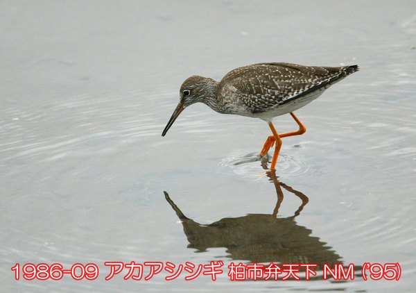 1986-09 アカアシシギ 柏市弁天下 ('95) NM