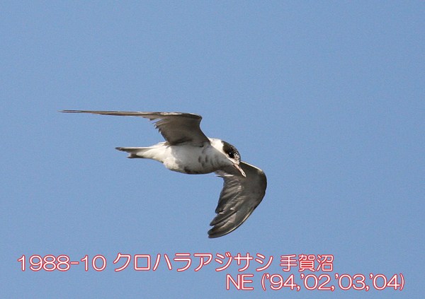 1988-10 クロハラアジサシ 手賀沼 ('94,'02,'03) NE