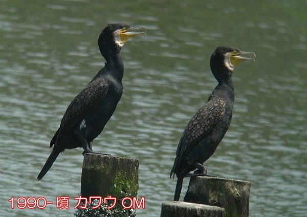 1990-頃 カワウ OM