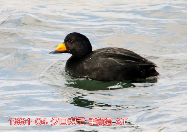 1991-04 クロガモ 手賀沼 ATR