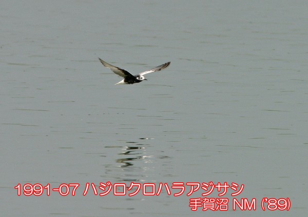 1991-07 ハジロクロハラアジサシ 手賀沼 ('89) NM