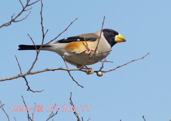 1994-頃 コイカル 手賀沼公園 YT