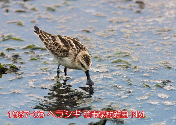 1997-05 ヘラシギ 泉村新田 NM