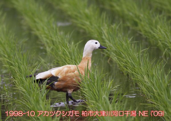 1998-10 アカツクシガモ 大津川河口干潟 ('09) NE