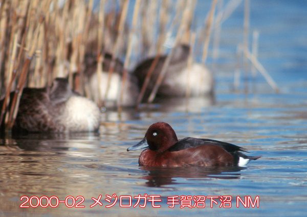 2000-02 メジロガモ 下沼 NM