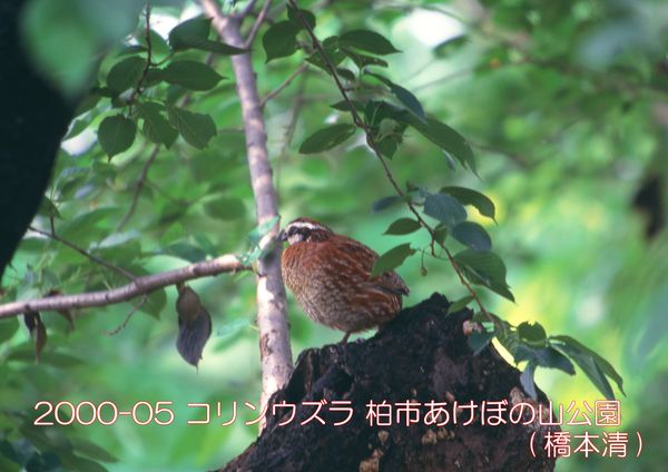 2000-05 コリンウズラ あけぼの山公園 (橋本清)
