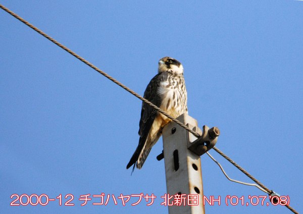 2000-12 チゴハヤブサ 北新田(中野久夫) ('01,'07,'08)