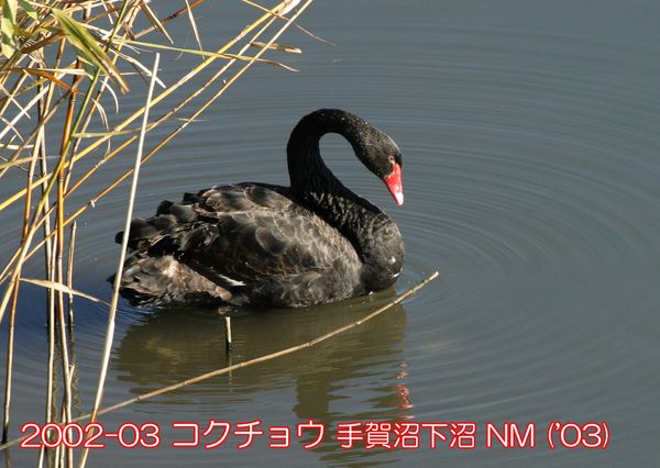2002-03 RN`E  ('03) NM