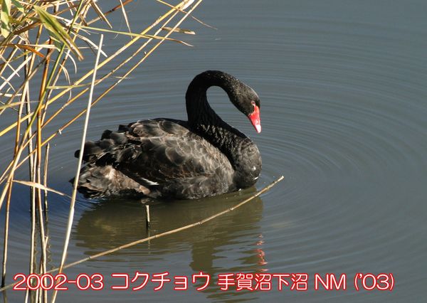 2002-03 コクチョウ 下沼 ('03) NM
