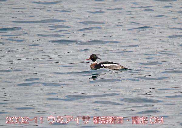 2002-11 ウミアイサ 都部新田・湖北 OM