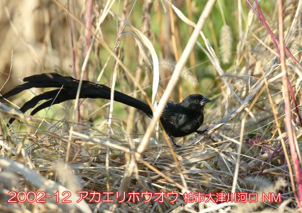 2002-12 アカエリホウオウ 大津川河口 NM