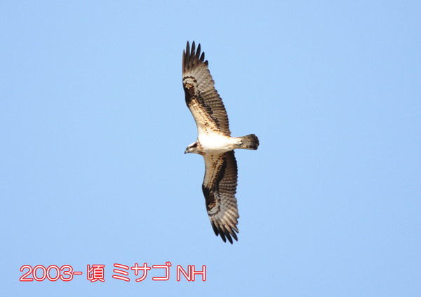 2003-頃ミサゴ 手賀沼 NH