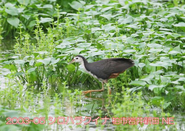 2003-05 シロハラクイナ 手賀沼 NE