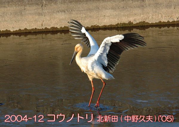 2004-12 コウノトリ 北新田 (中野久夫)