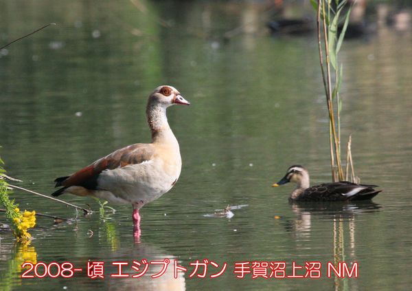 2008-頃 エジプトガン 上沼 NM