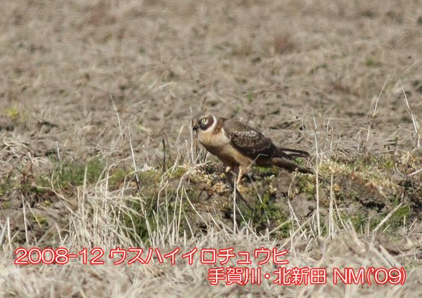 2008-12 ウスハイイロチュウヒ 手賀川・北新田 NM('09)