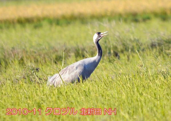 2010-11 クロヅル 北新田 NH