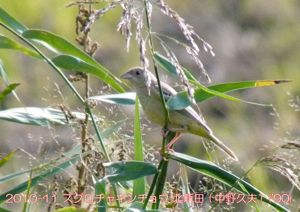 2010-11 ズグロチャキンチョウ 北新田 (中野久夫) ('90)
