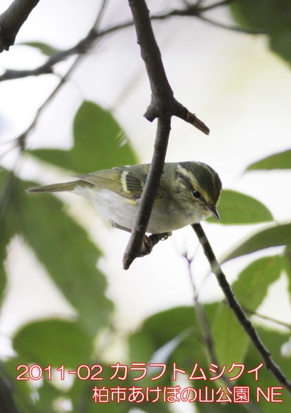 2011-02 カラフトムシクイ あけぼの山公園 NE