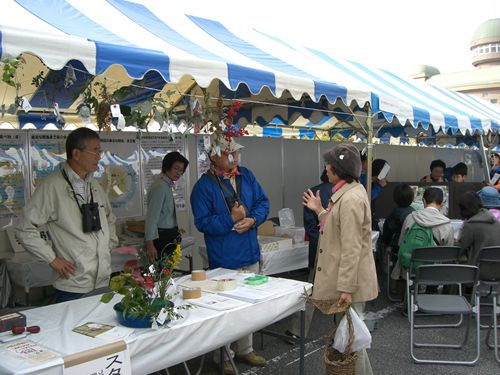 木の実展示