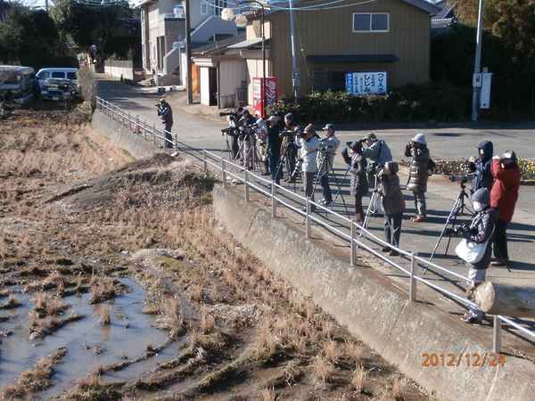 網掛公園にてタゲリを見る