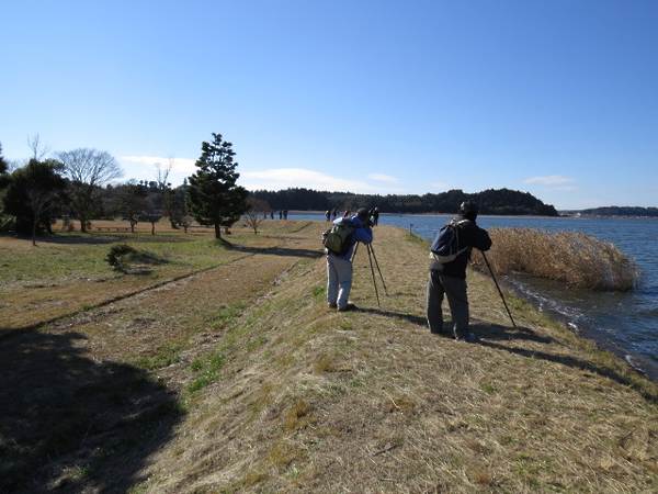 涸沼・弁天鼻網掛公園付近の探鳥風景