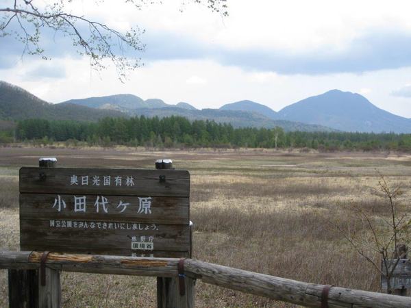 戦場ヶ原に入り湿原を探鳥