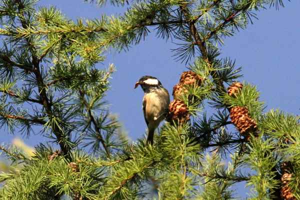 カラマツの実を食べるヒガラ・乗鞍高原