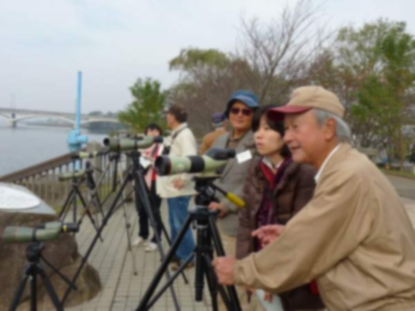 湖畔バードウオッチング