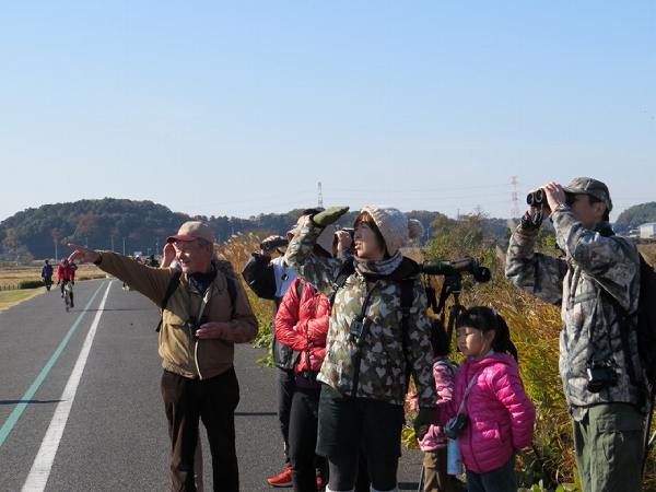 手賀沼での探鳥