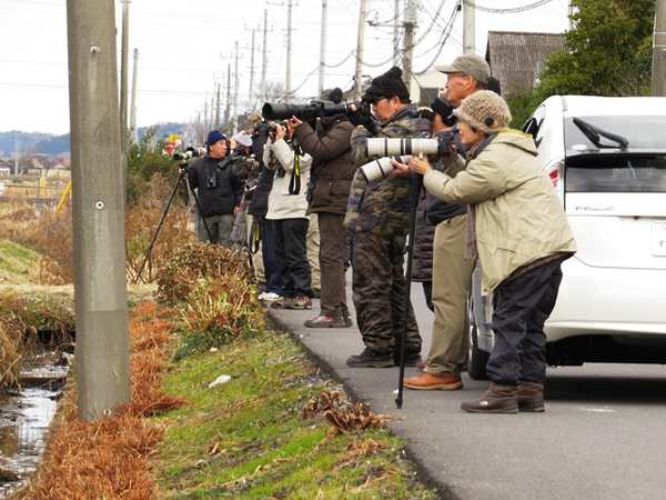 少なかったシギ・チを求めて過密になりました