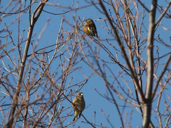 見送ってくれた?カワラヒワ