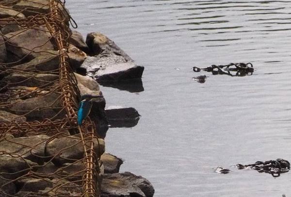カワセミ 水と緑のふれあい公園